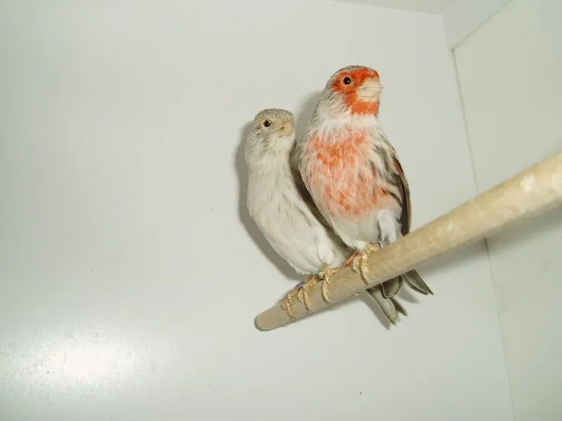 kanarek mozaikowy samiec i samica