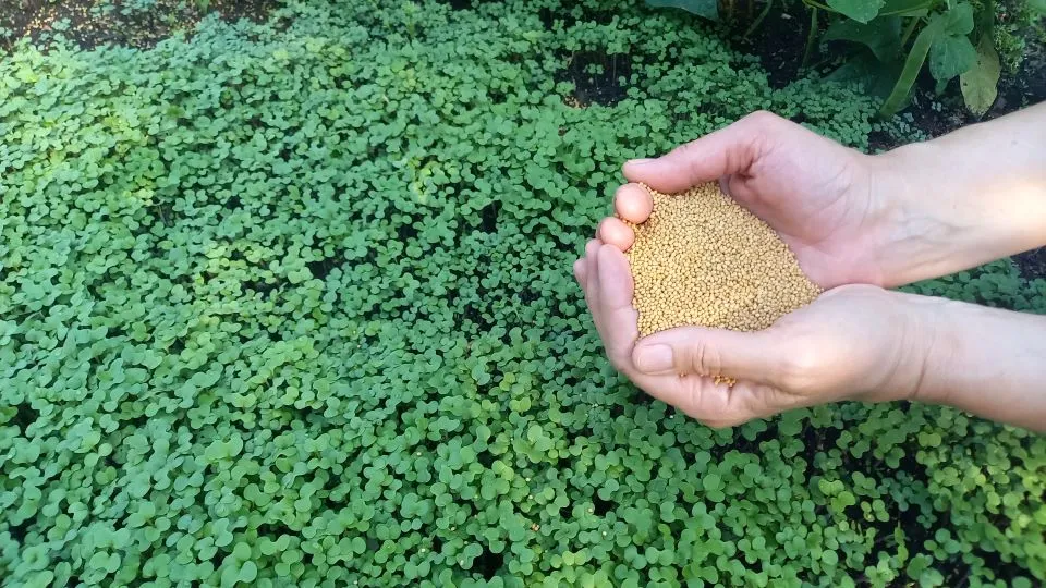 Nawozy zielone facelia gorczyca