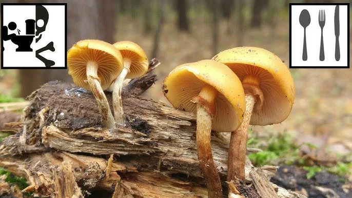 Hełmówka jadowita a łysiczka lancetowata porównanie