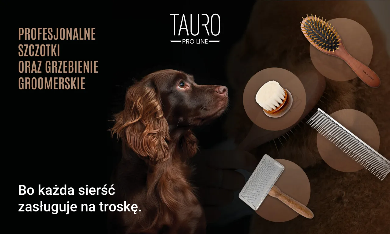 Pies z kr&oacute;tką sierścią czesany