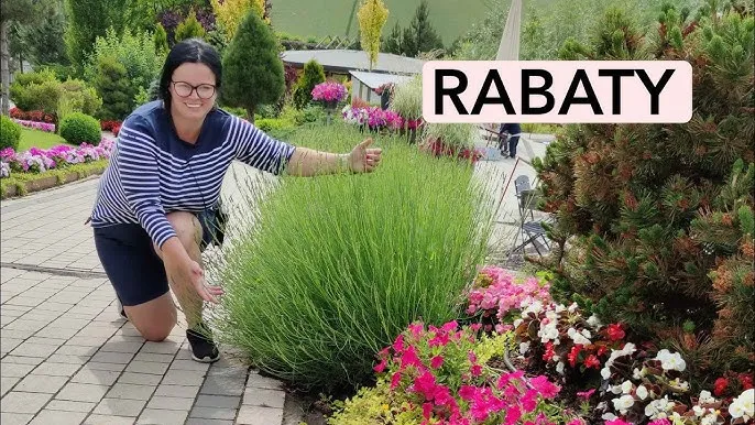 rabata z krzewuszką i bylinami kwitnącymi