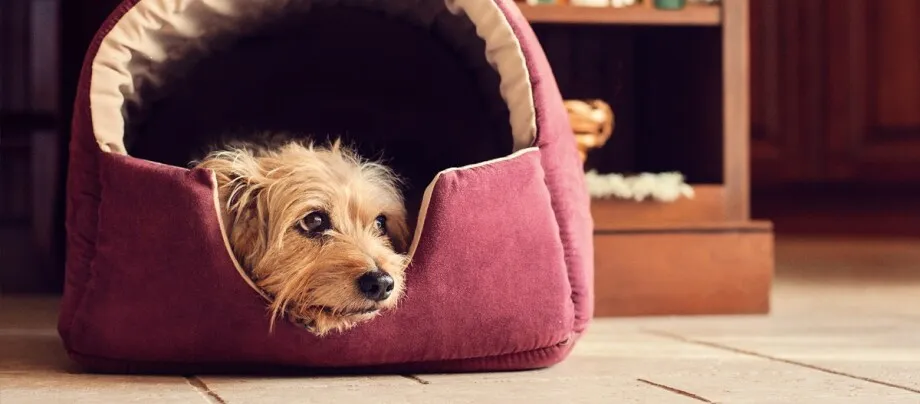 pies na groomingu, transport psa do hotelu, pies z opiekunem