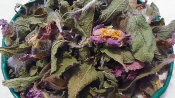 Cistus incanus roślina i susz