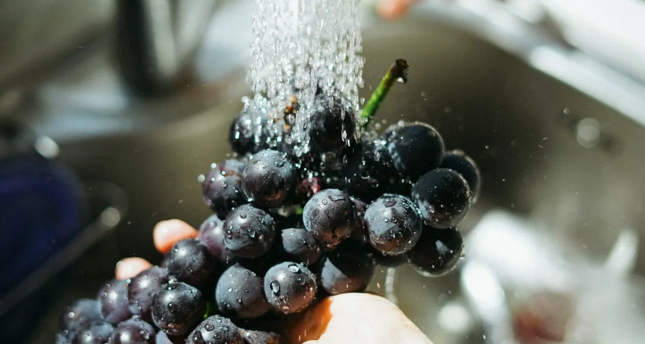 Myśląc, czy pies może jeść winogrona, myjemy je pod bieżącą wodą.