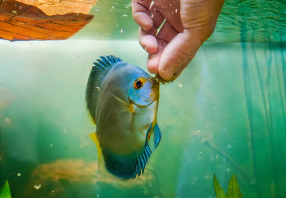 akwarium karmienie rybki