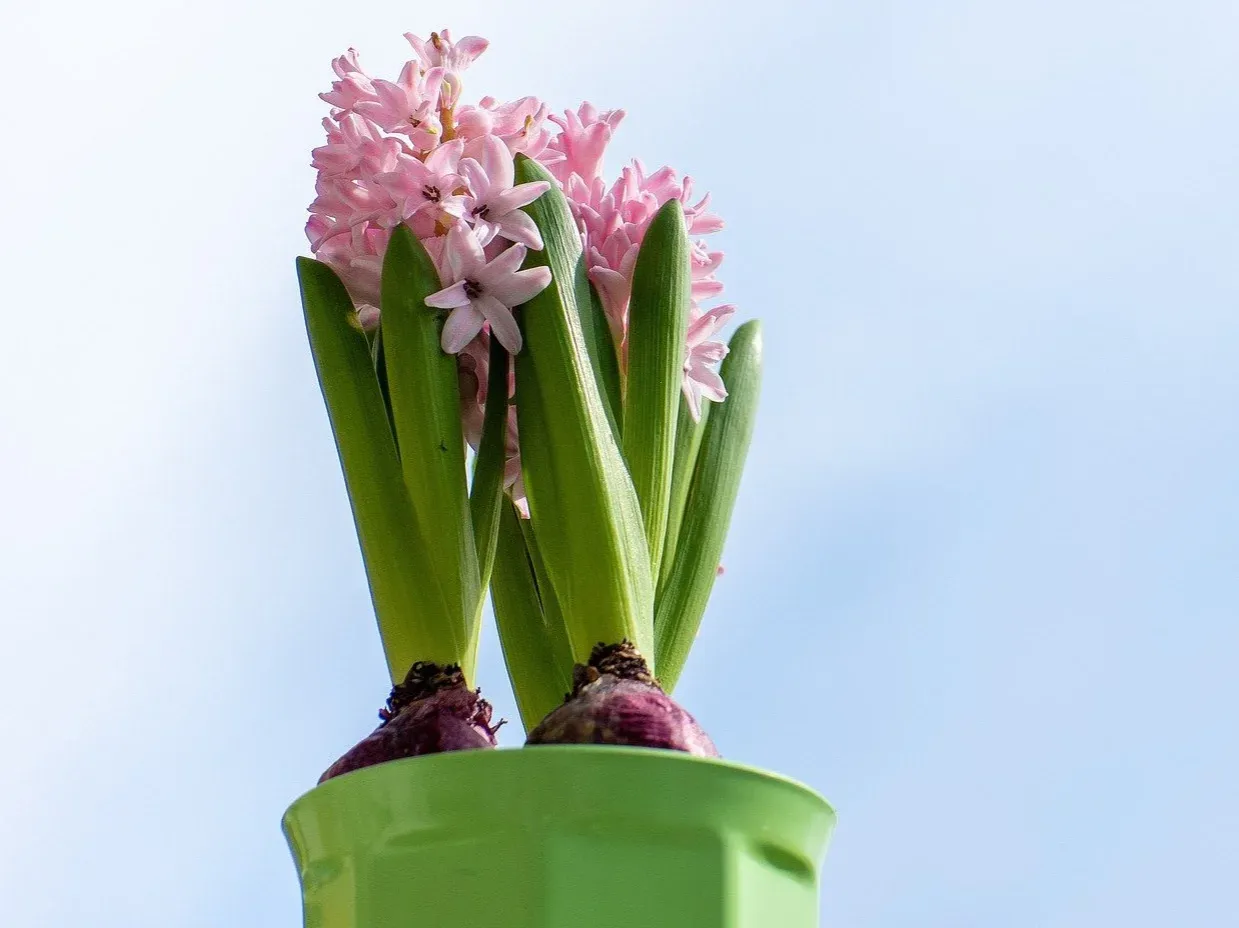 Hiacynt po przekwitnięciu