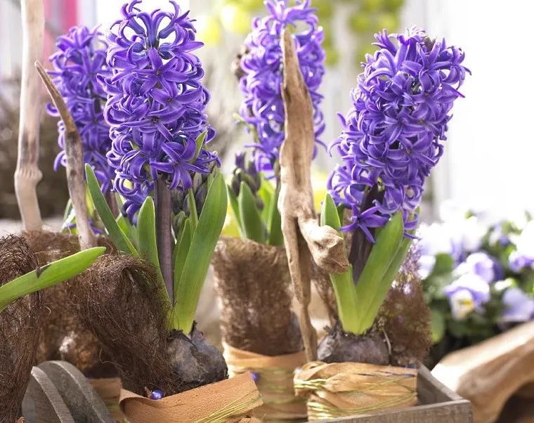 piękny kwitnący hiacynt w doniczce