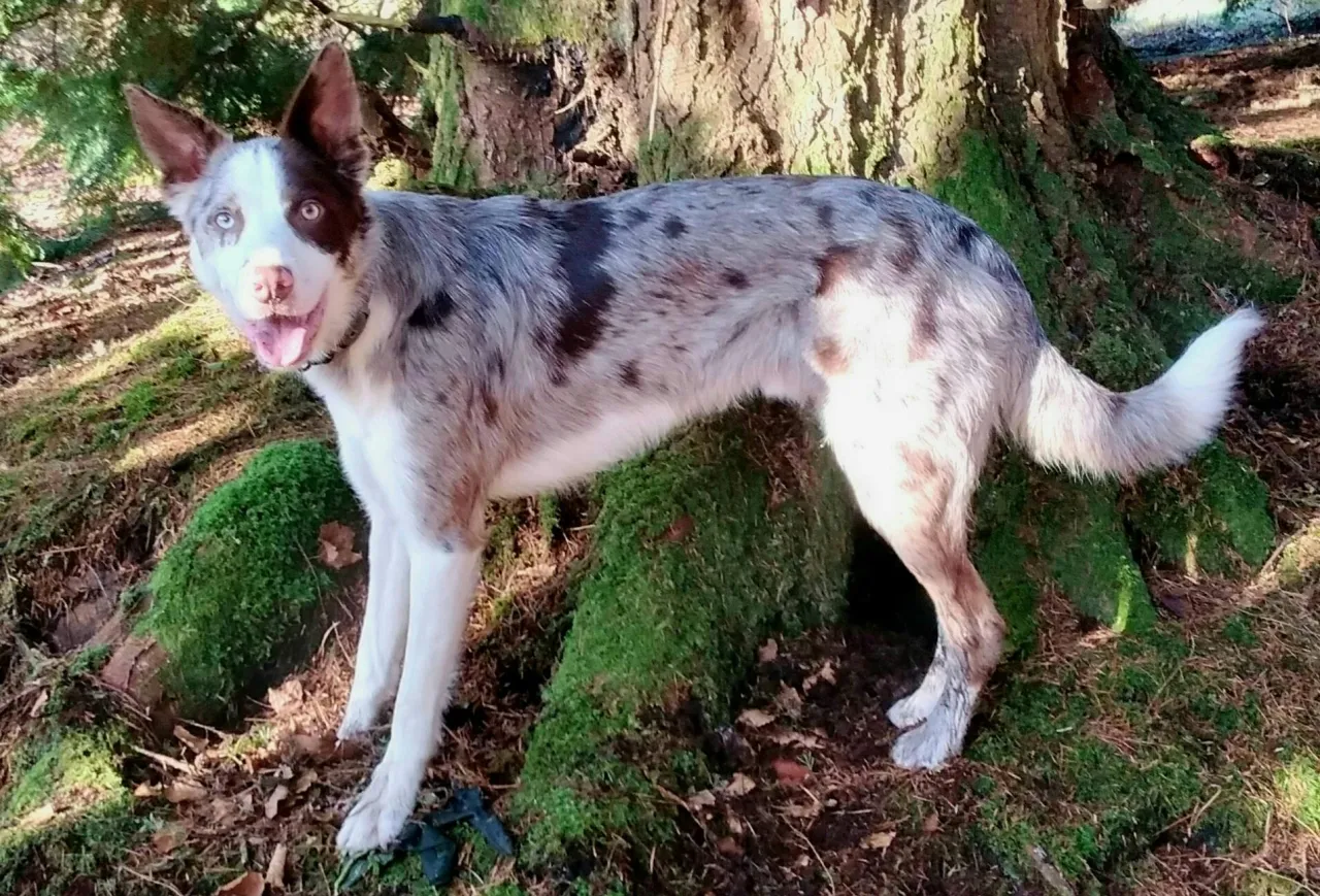 Border Collie kr&oacute;tkowłosy długowłosy por&oacute;wnanie