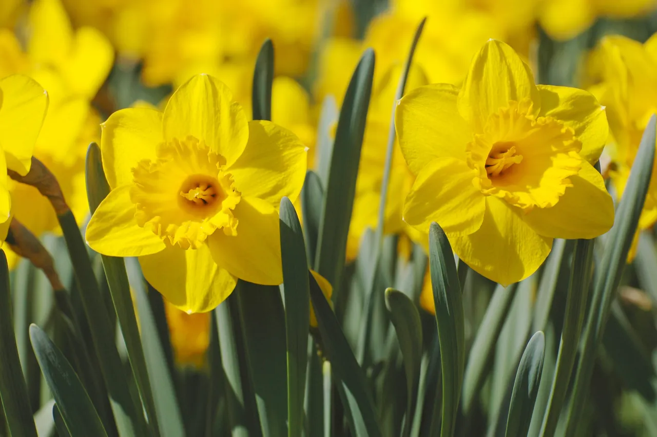 żółte kwiaty pozytywne i negatywne skojarzenia