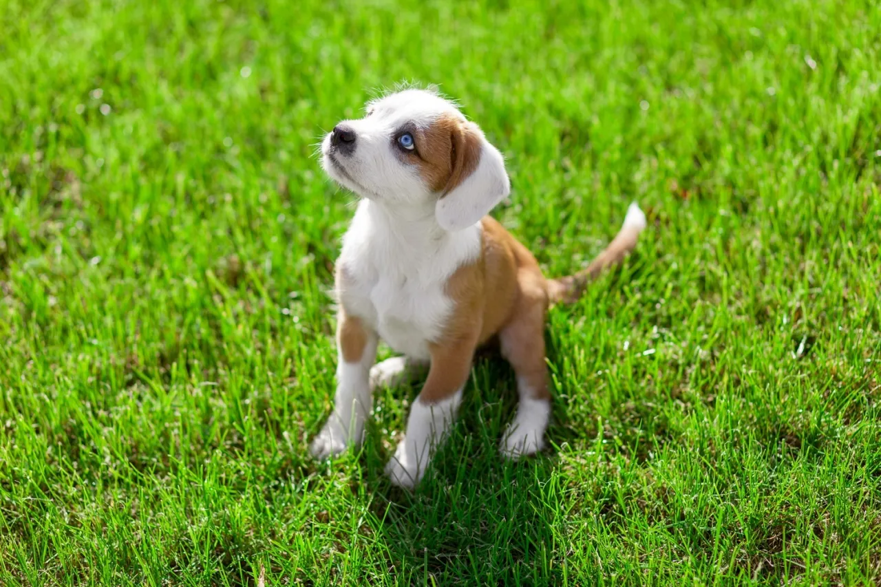 Uroczy szczeniak z niebieskimi oczami na trawie. Idealny moment, by zacząć uczyć szczeniaka komend.