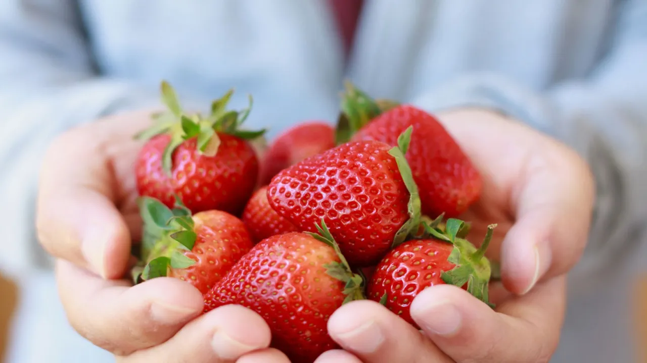 Garść soczystych truskawek w dłoniach, jakby to były truskawki zimą w domu. Słodki smak lata w środku chłodnych dni.
