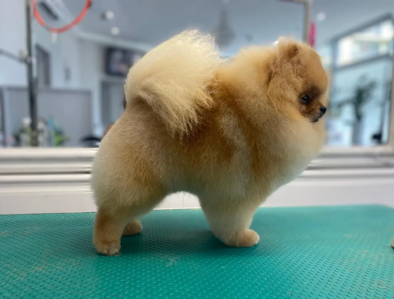 Pomeranian fryzura na misia Boo konsekwencje