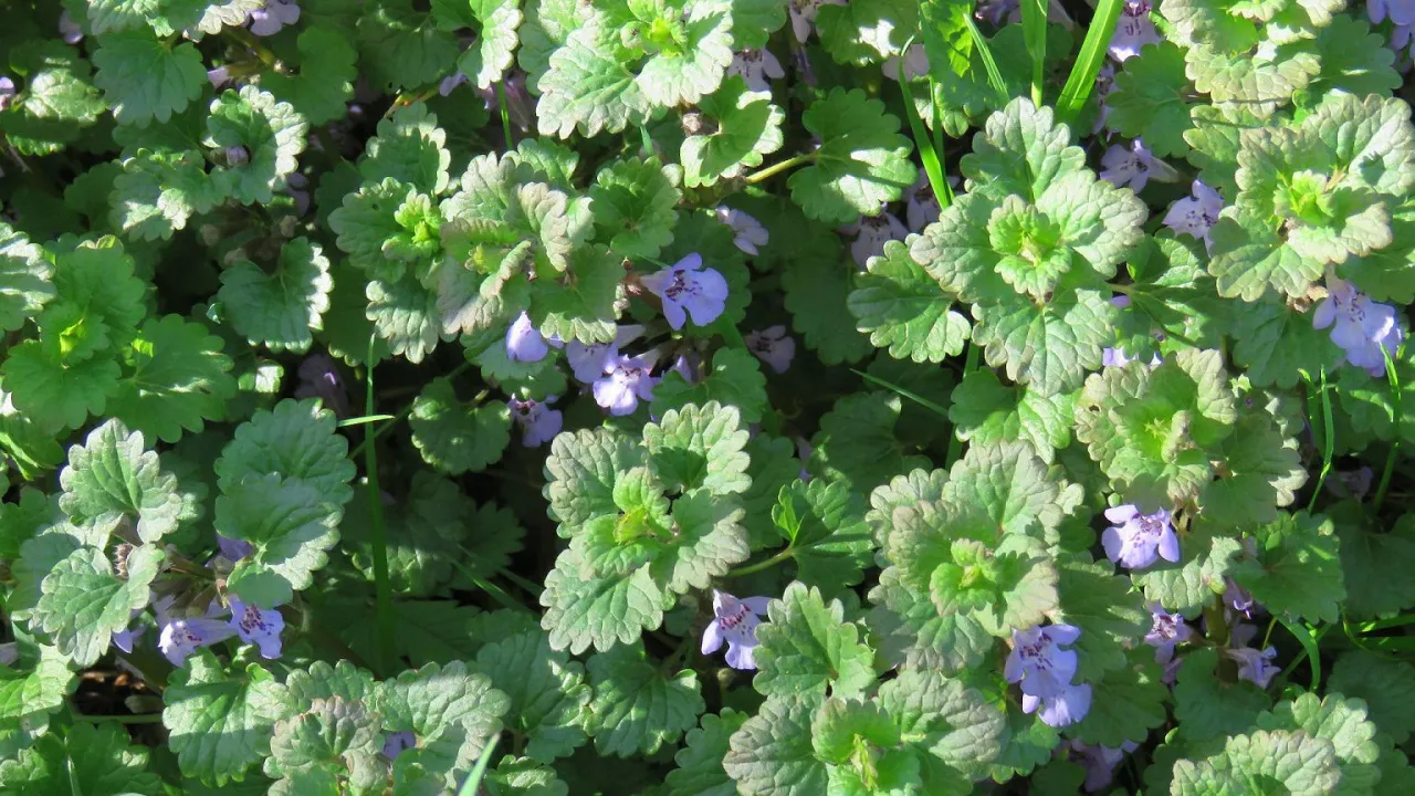 Bluszczyk kurdybanek w trawniku