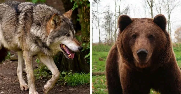 Lupo appenninico e orso marsicano