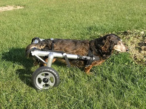 pies w wózku inwalidzkim DIY