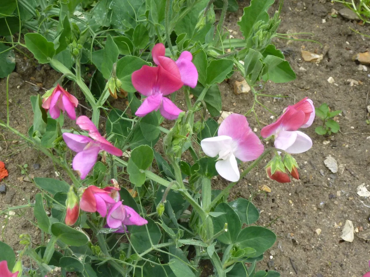 Sadzenie groszku pachnącego krok po kroku