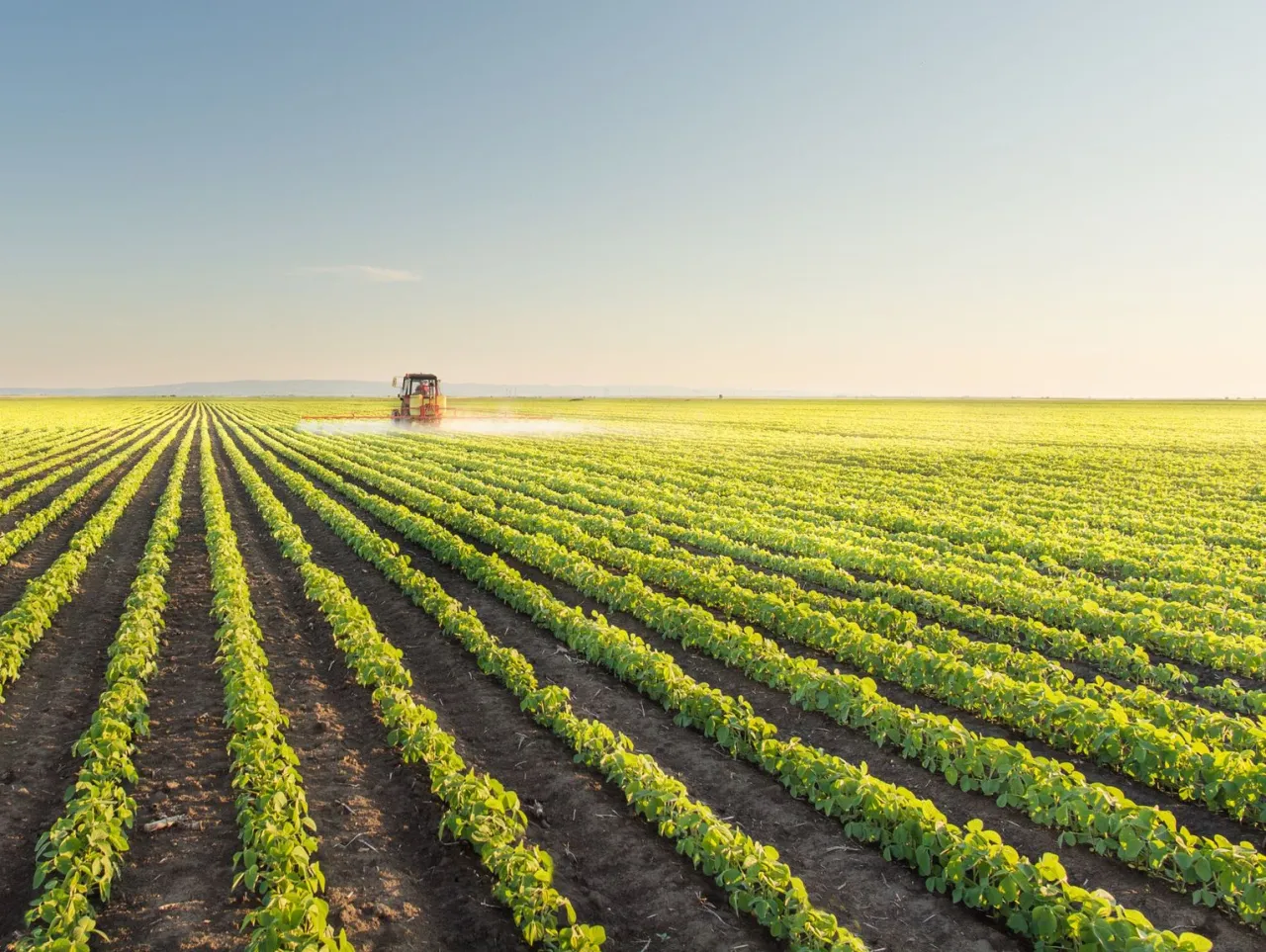 świrzepa pospolita identyfikacja liście kwiaty owoce