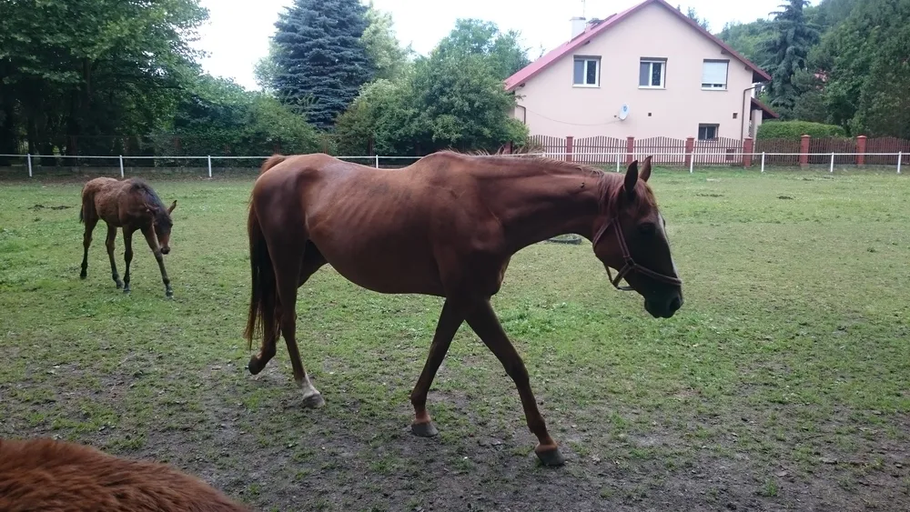 Stadnina Koni Botoja konie krajobraz Ojcowski Park Narodowy
