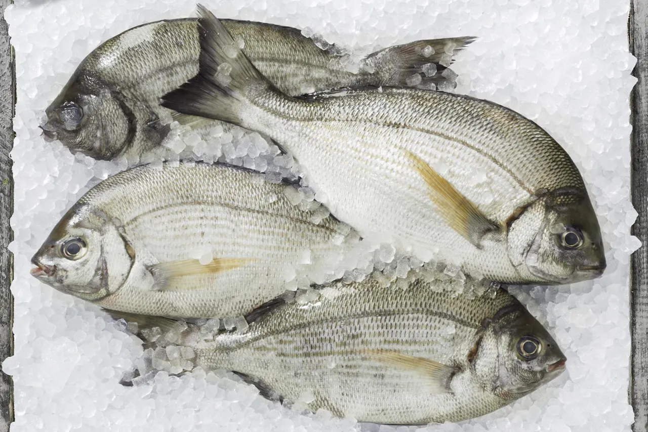 Świeże i nieświeże skrzela ryby porównanie