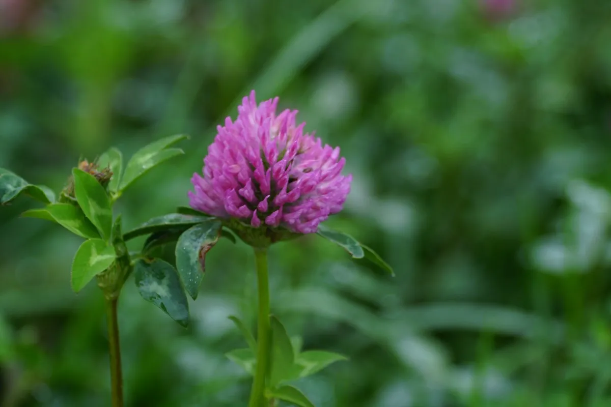 Czerwona koniczyna w trawniku przyczyny