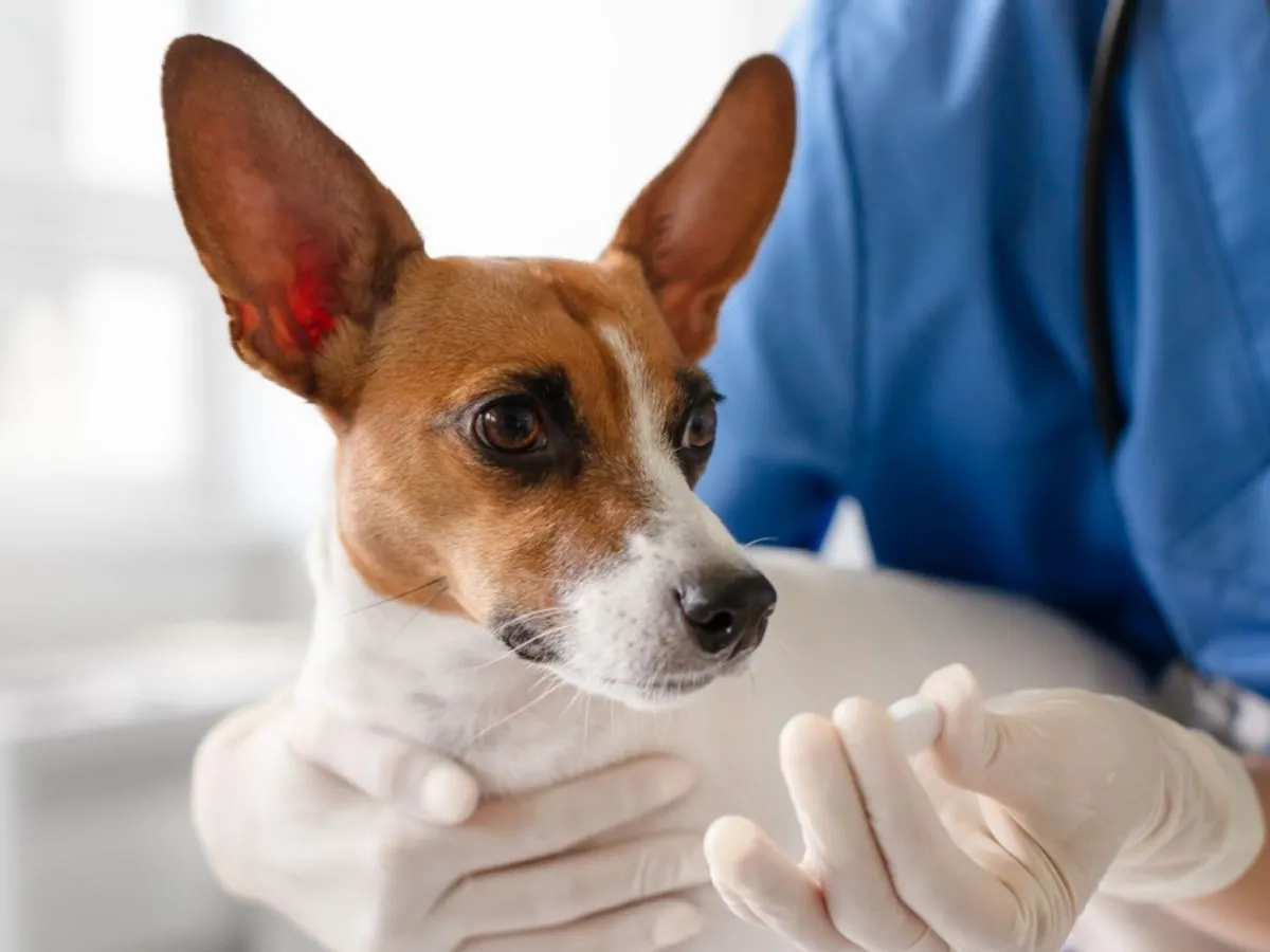 leki dla psa vs leki dla ludzi r&oacute;żnice