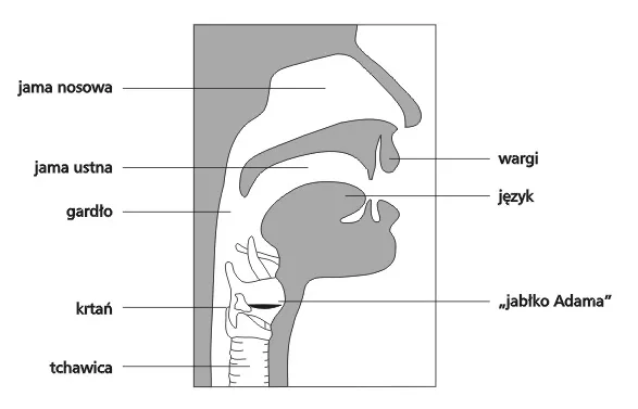 schemat anatomii krtani i strun głosowych