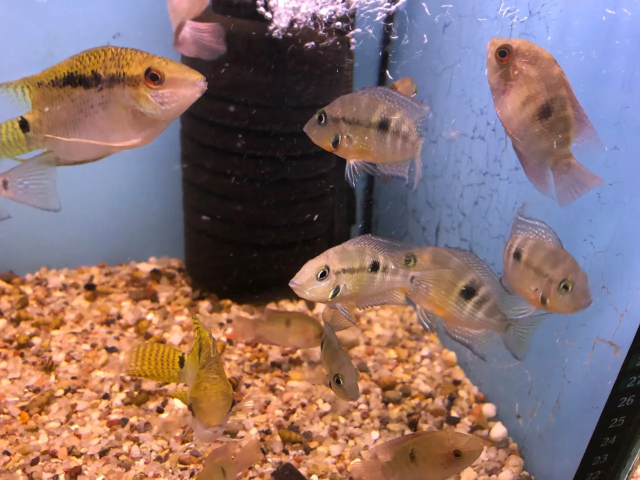 Mapa miejsc zakupu rybek akwariowych