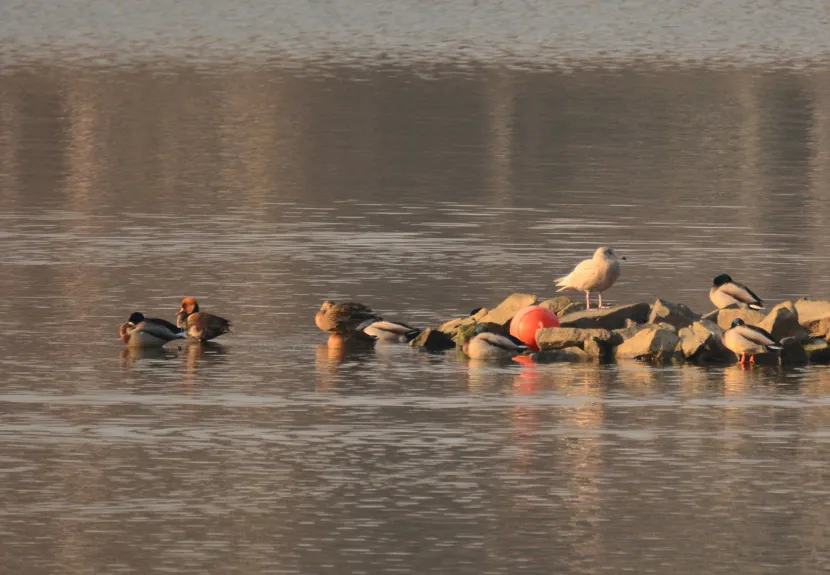 Ptaki wodne Zbiornik Goczałkowicki