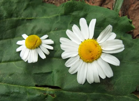 liście rumianku pospolitego maruny rumianu psiego por&oacute;wnanie