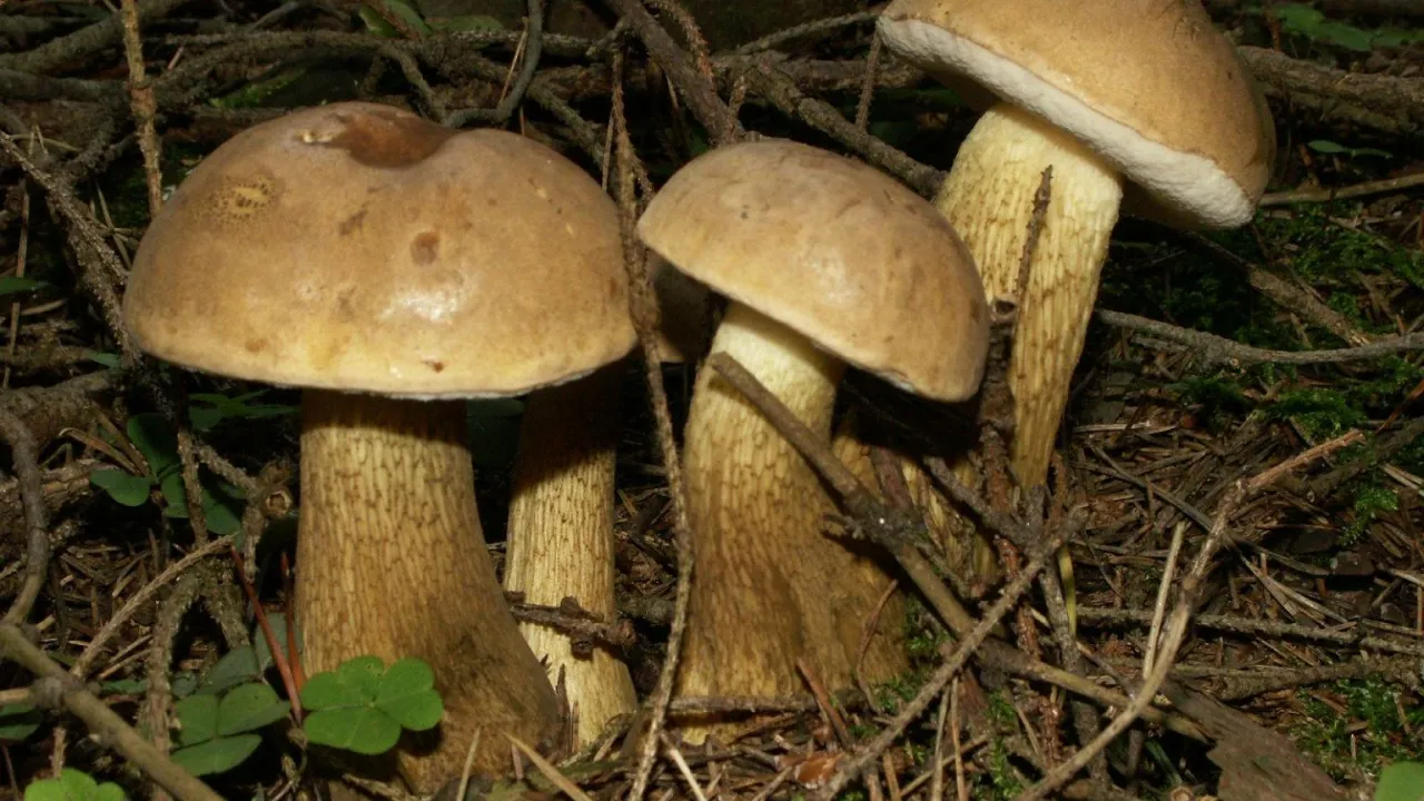 Grzyby kozaki w lesie. Mają brązowe kapelusze i grube, łuskowate trzonki. Wyglądają apetycznie.