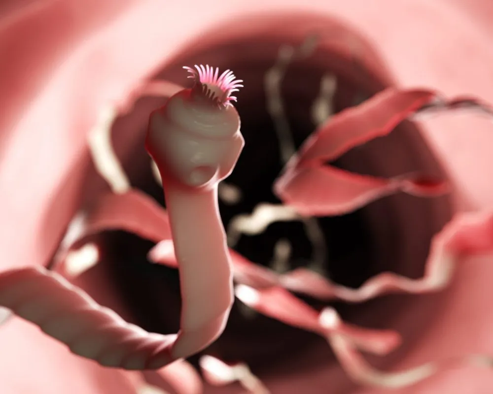 Zdjęcie Jak rozmnażają się tasiemce i dlaczego ich proces jest zaskakujący