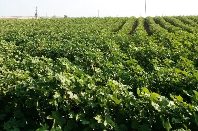 Zdjęcie Gdzie uprawia się bawełnę? Zaskakujące fakty o plantacjach na świecie