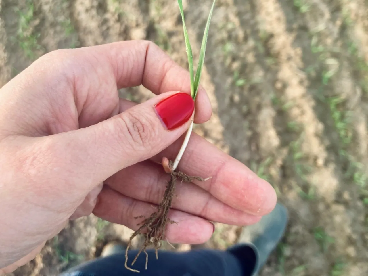 Zdjęcie Jak uzupełnić fosfor w glebie: skuteczne metody i porady dla ogrodników