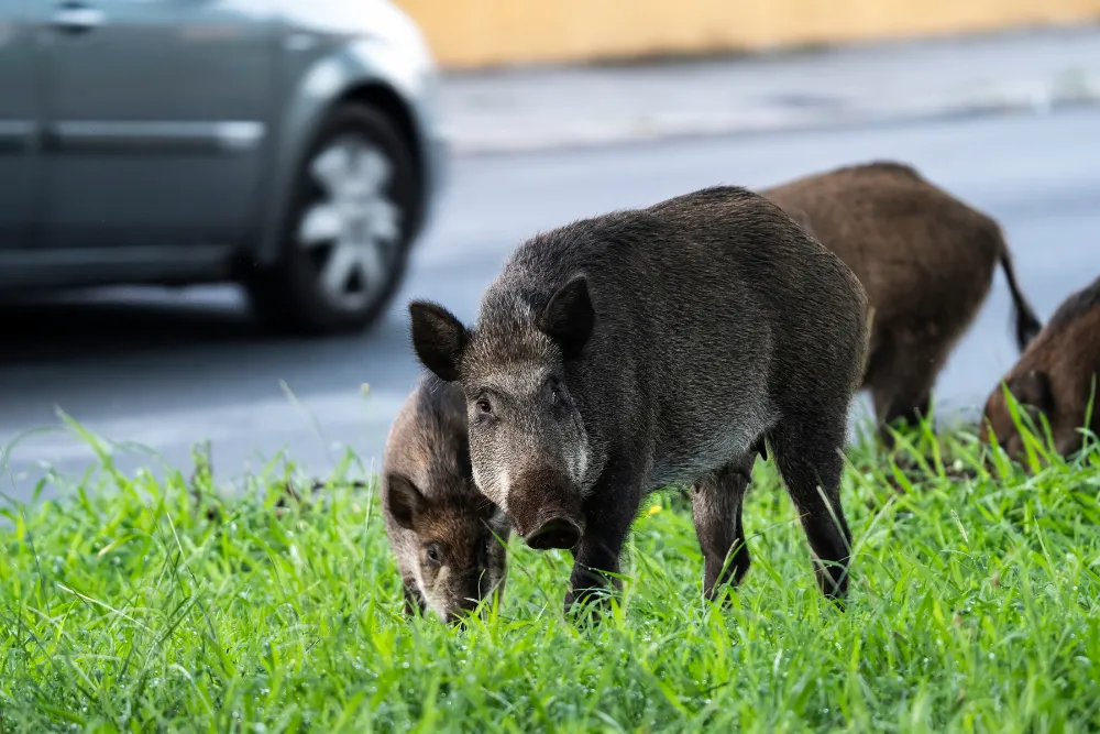 Zdjęcie Jak bezpiecznie postępować z dzikami na osiedlu - ważne kroki