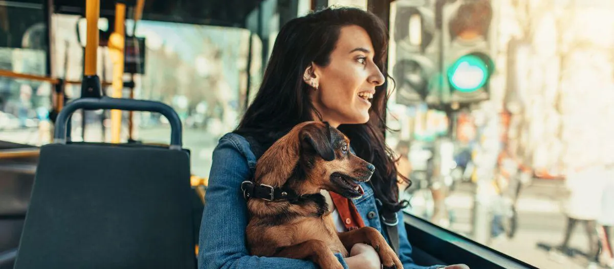 Zdjęcie Ile kosztuje bilet dla psa w autobusie? Sprawdź ceny i zasady