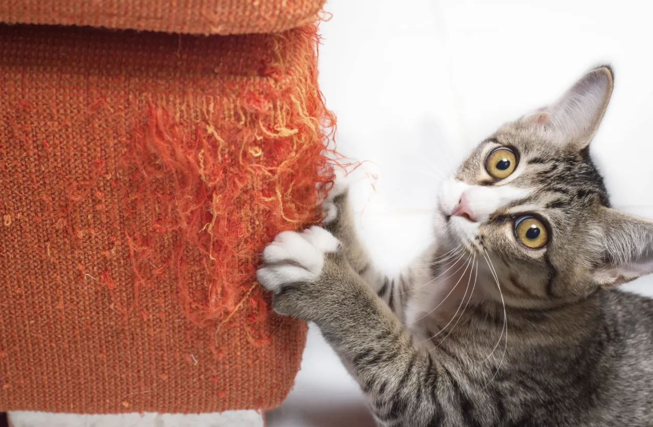 Zdjęcie Jak zabezpieczyć krzesła przed kotem i uniknąć kosztownych zniszczeń