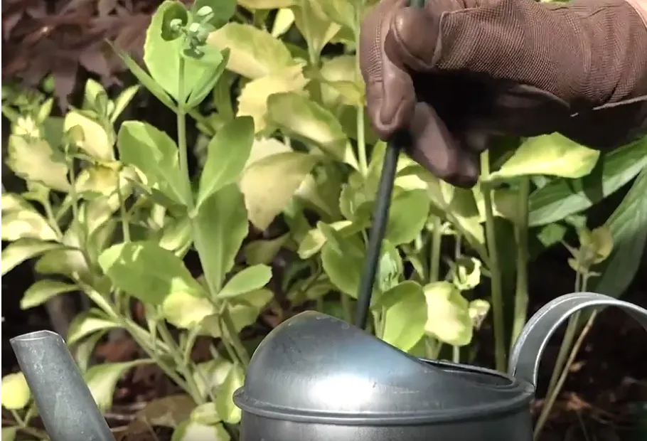 Zdjęcie Jaki nawóz do krzewów ozdobnych poprawi ich wzrost i zdrowie?