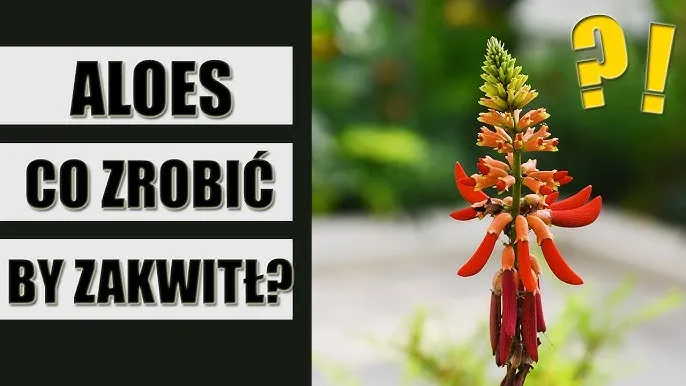 Zdjęcie Jak sprawić, by aloes zakwitł? Praktyczny poradnik krok po kroku