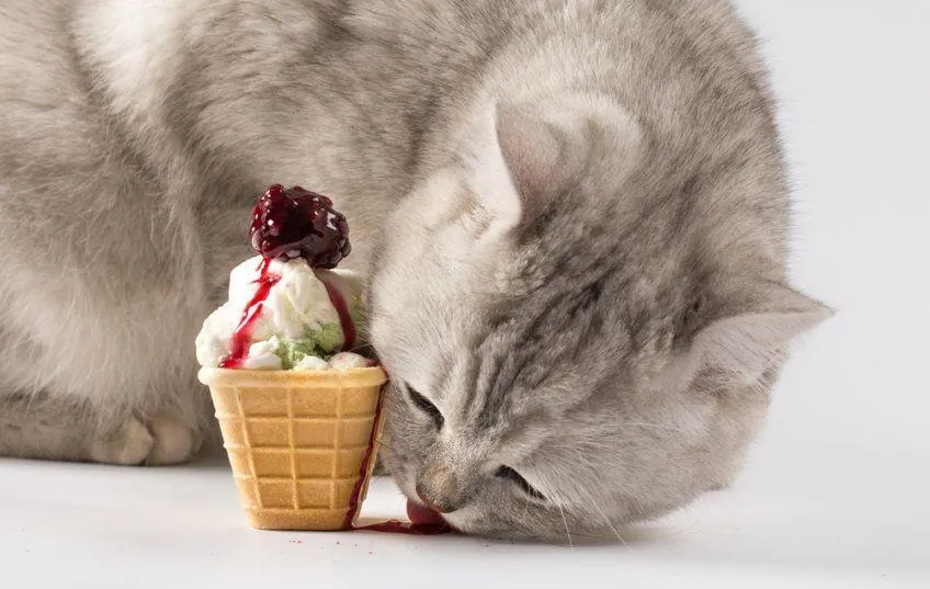 Zdjęcie Czy koty mogą jeść lody? Oto, dlaczego to nie jest bezpieczne