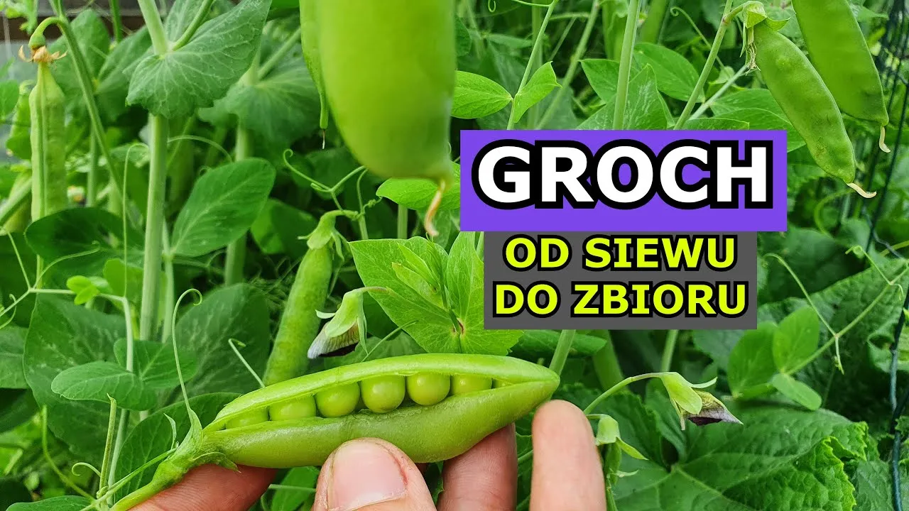 Zdjęcie Kiedy sadzić groszek do gruntu, aby uniknąć nieudanych zbiorów?