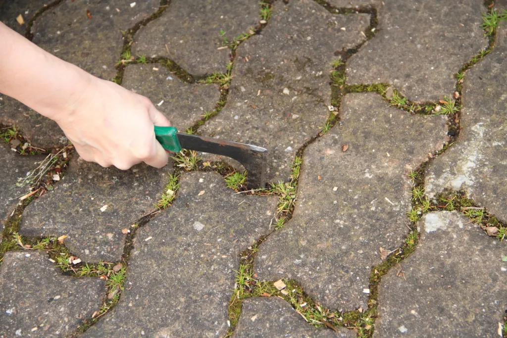 Zdjęcie Skuteczne metody na chwasty na chodniku - pozbądź się ich raz na zawsze