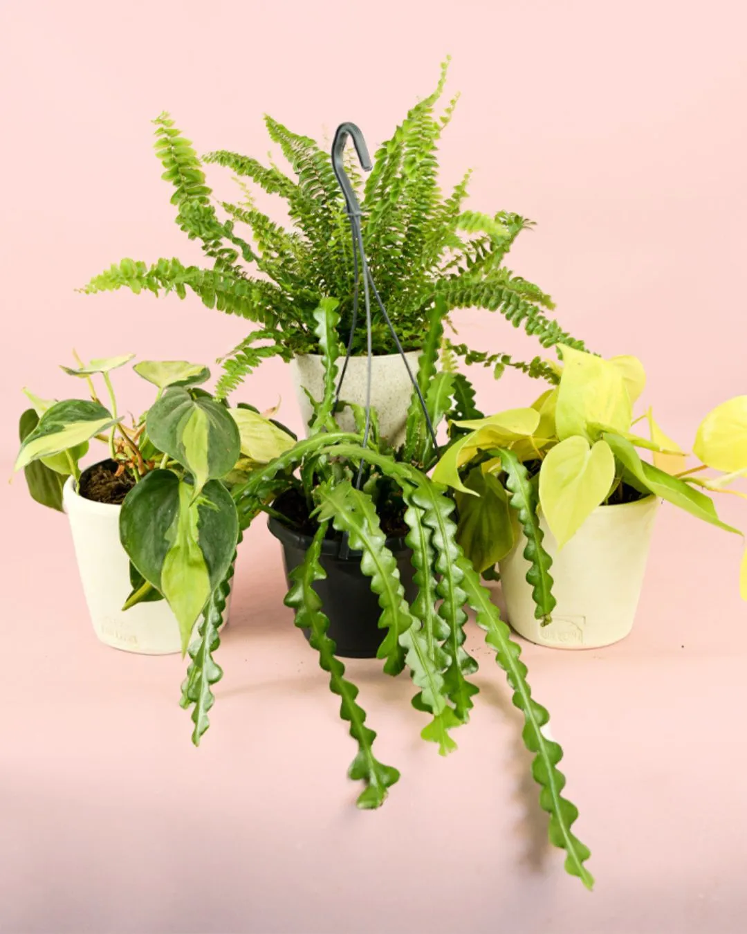 Zdjęcie Plantas que cuelgan: transforma tu hogar con estas opciones únicas