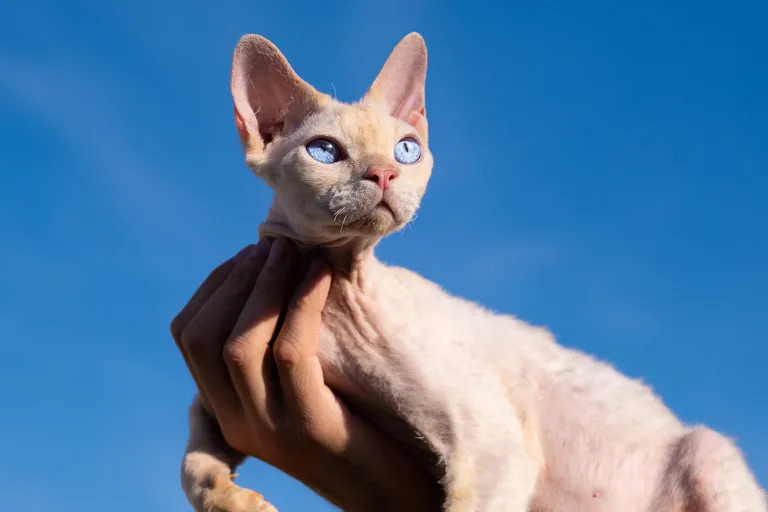 Zdjęcie Umaszczenie Devon Rex: Kolory i wzory, które Cię zaskoczą