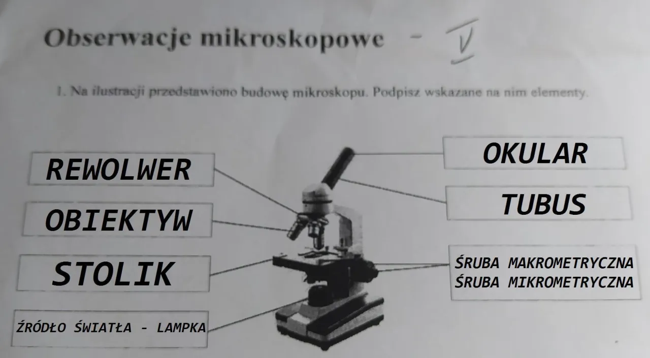 Zdjęcie Poznaj budowę mikroskopu i zasadę działania najważniejszych elementów