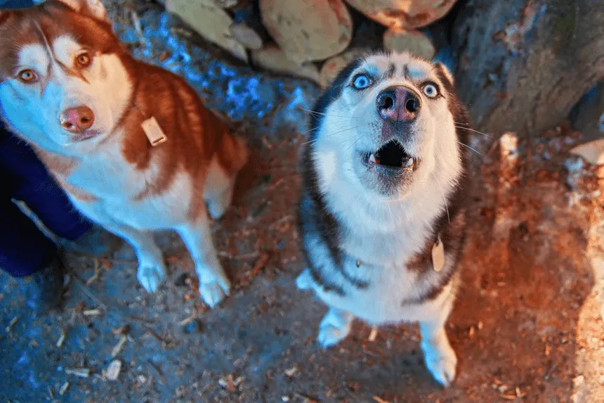 Zdjęcie Dlaczego husky wyje? Przyczyny i sposoby na nadmierne wycie psa