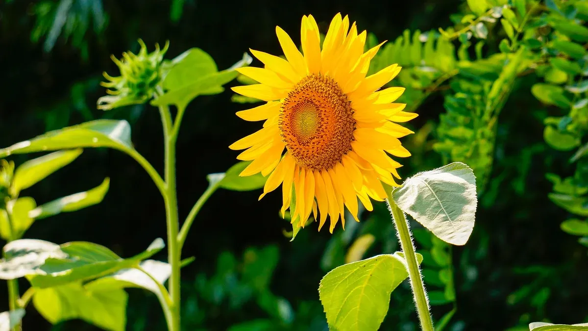 Zdjęcie Cuándo se planta los girasoles para lograr una cosecha abundante