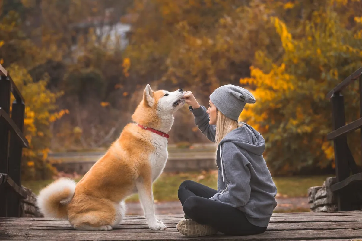 Zdjęcie Czy akita inu jest agresywny? Odkryj prawdę o ich temperamencie