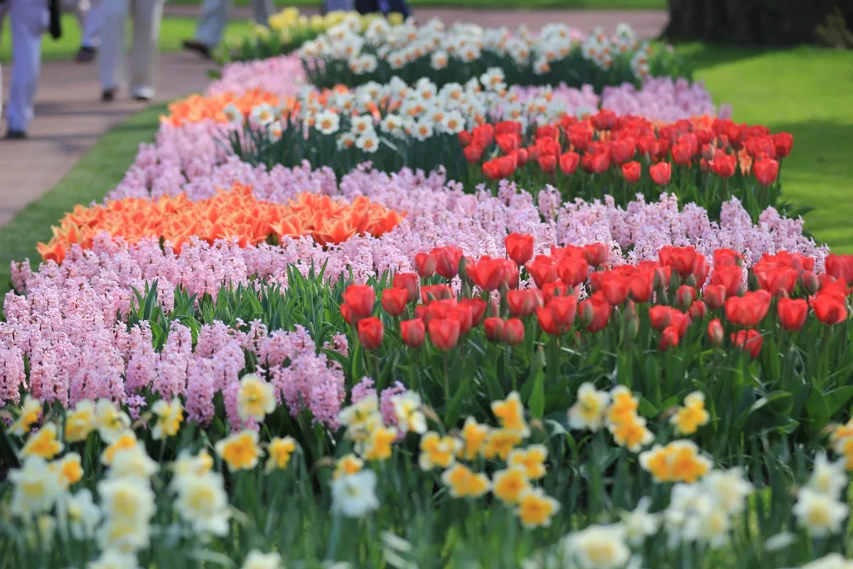 Zdjęcie Keukenhof kiedy najlepiej jechać, aby zobaczyć tulipany w pełni kwitnienia