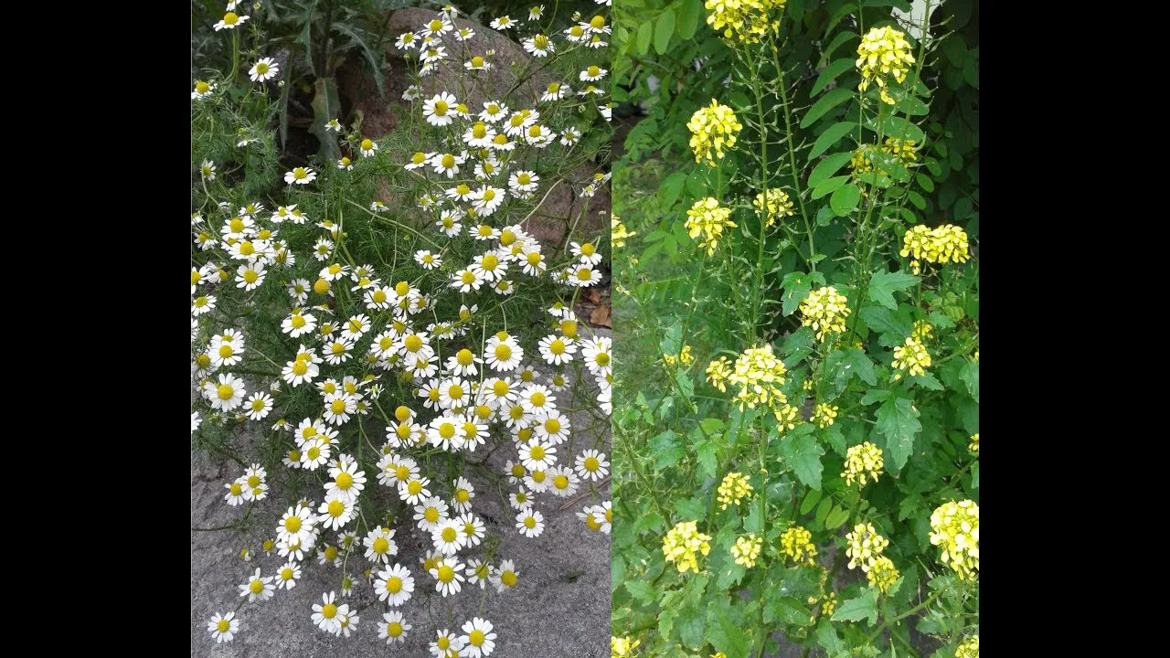 Zdjęcie Liliowe chwasty w życie: Jak rozpoznać i skutecznie zwalczyć?