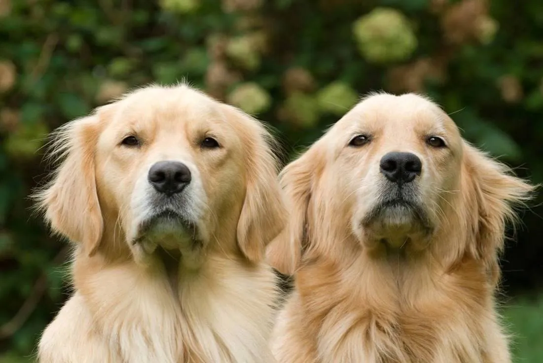 Zdjęcie Jak często kąpać golden retrievera, aby uniknąć problemów ze skórą?